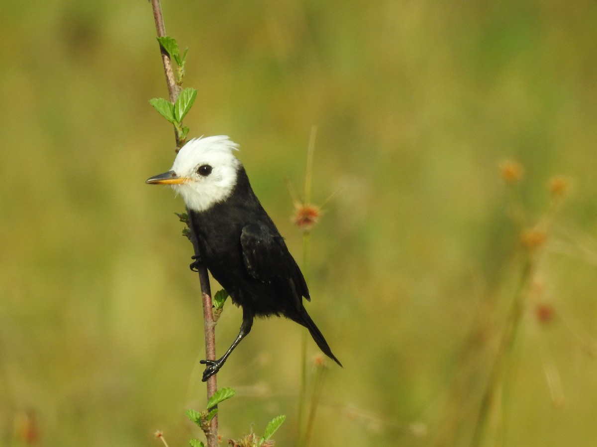 White-headed Marsh Tyrant - ML544009121