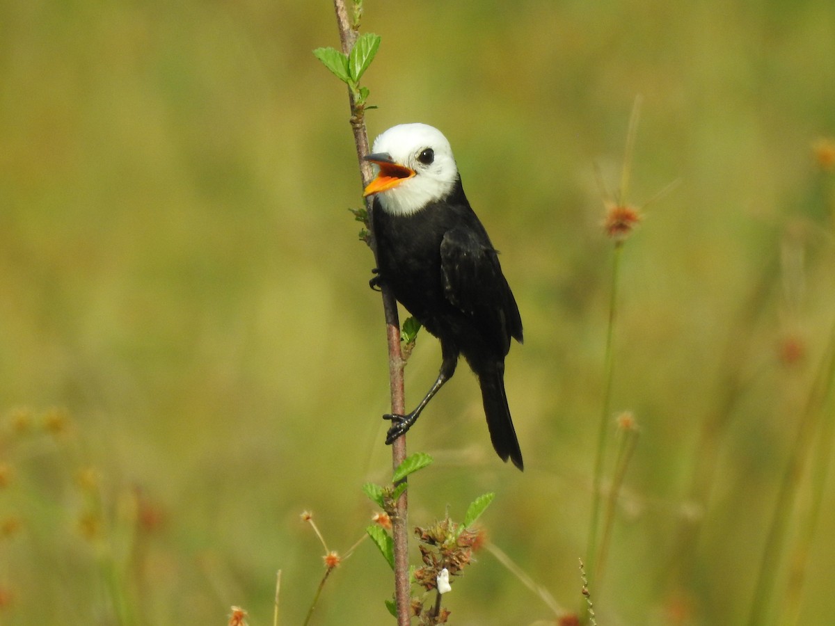 White-headed Marsh Tyrant - ML544009131