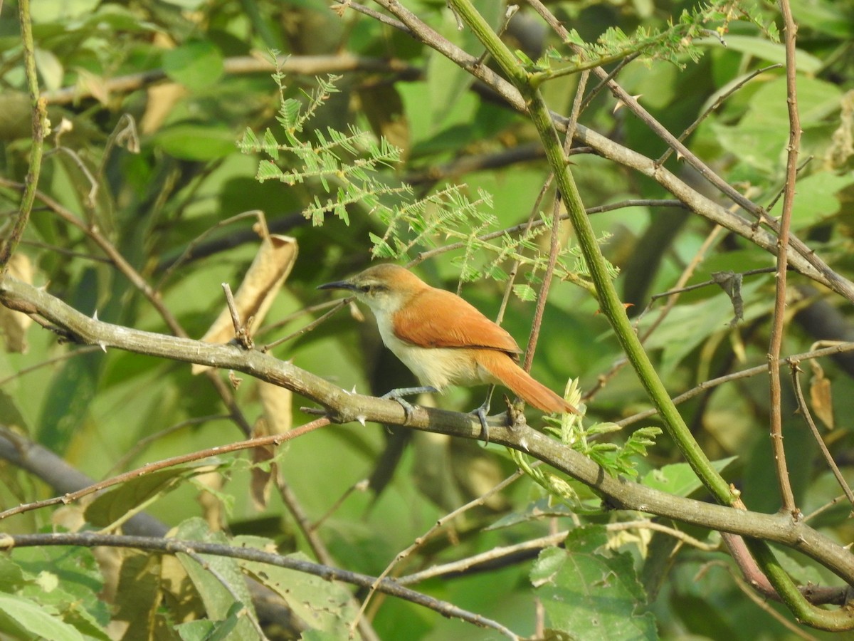 Yellow-chinned Spinetail - ML544009331