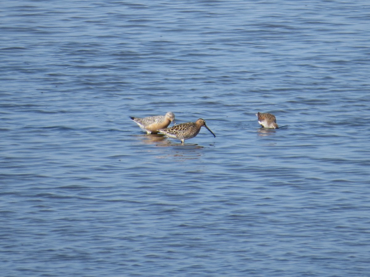 Red Knot - ML544010141