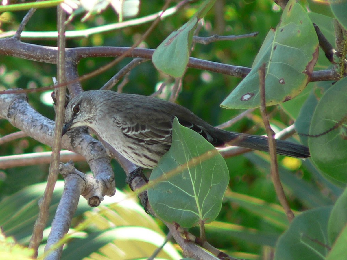 Sinsonte de Bahamas - ML544010611