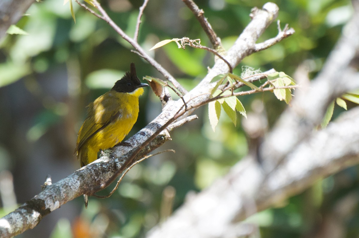 Bornean Bulbul - Aidan Place