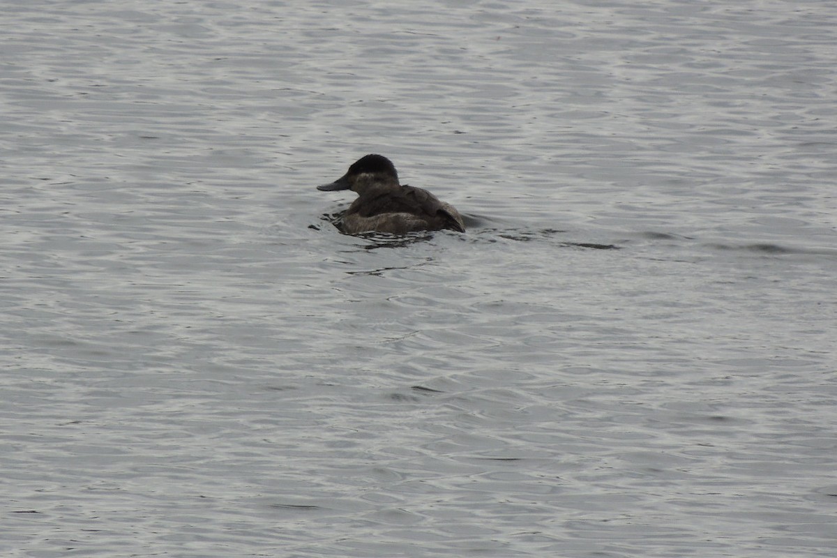 Ruddy Duck - ML544011101