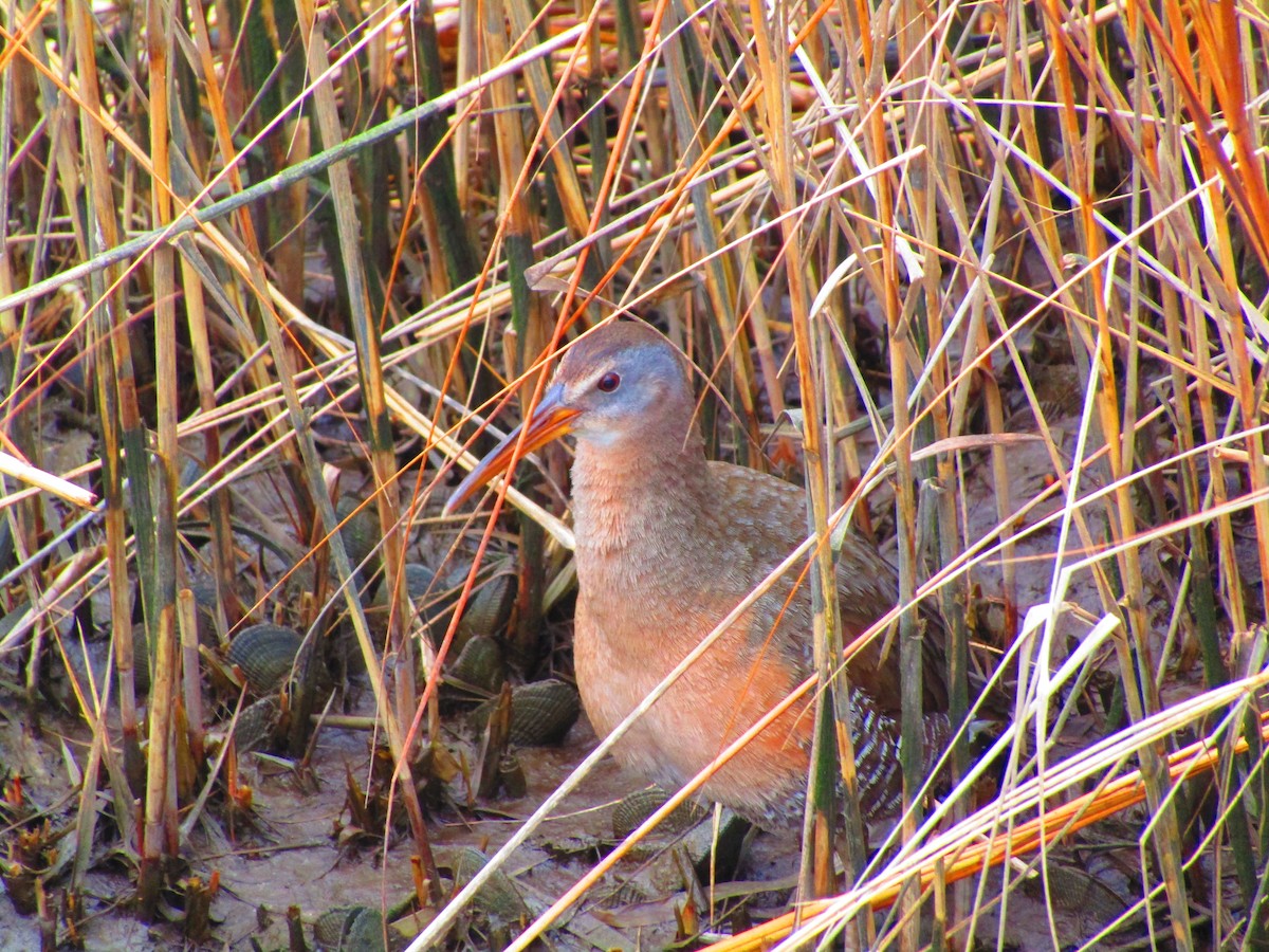 Clapper Rail - ML544011581