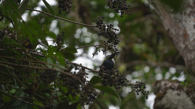 Toucanet à oreilles d'or - ML544012511