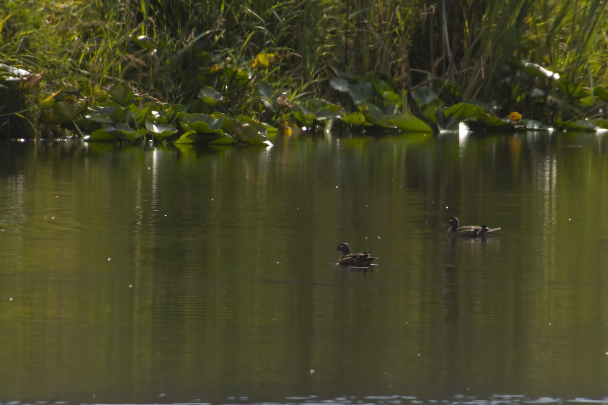 Wood Duck - ML544012761