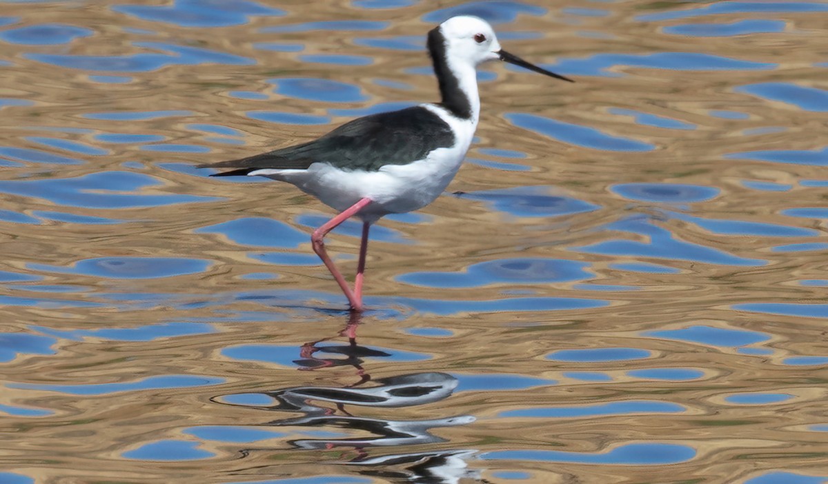 Pied Stilt - ML544013531