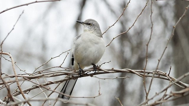 Northern Mockingbird - ML544015321