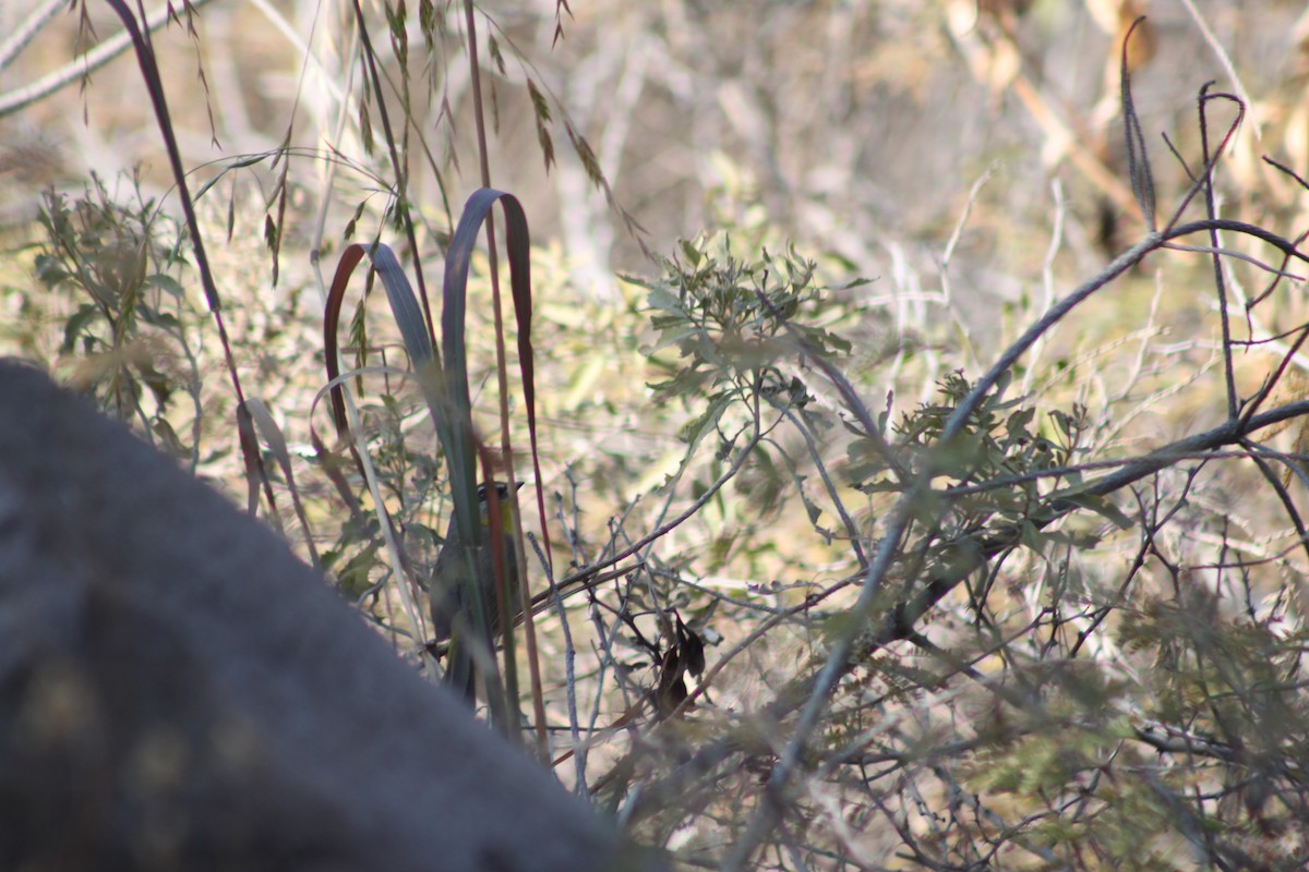 Rufous-capped Warbler - ML544015661