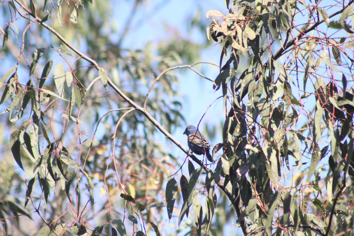 Blue Grosbeak - ML544015821