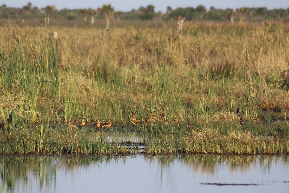 Fulvous Whistling-Duck - Will Johnson