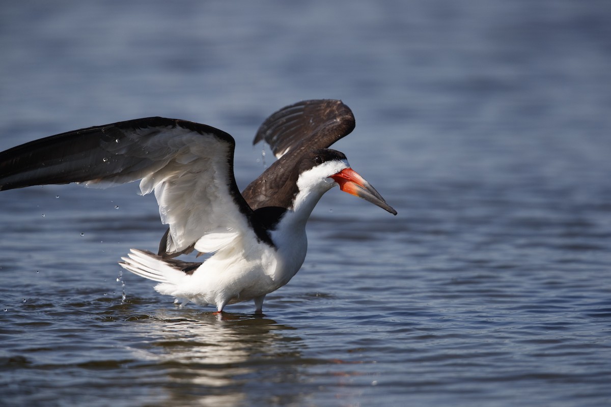 Black Skimmer - Michael Stubblefield