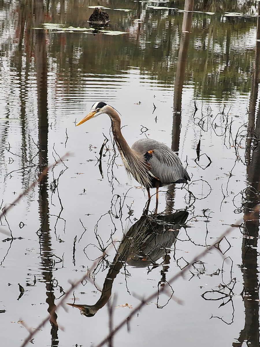 Garza Azulada - ML544016991