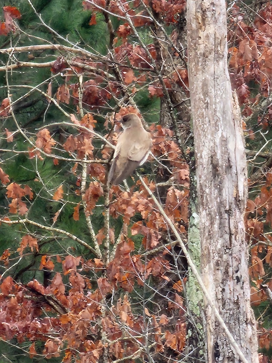 Northern Rough-winged Swallow - ML544017221