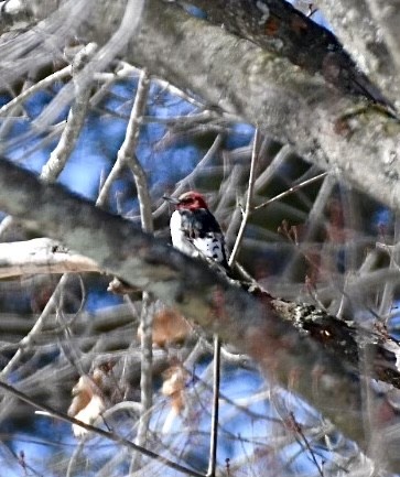 Red-headed Woodpecker - ML544017571