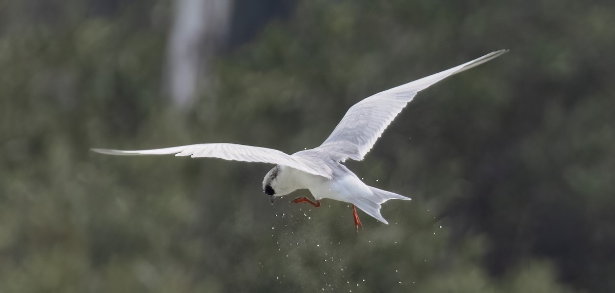 Forster's Tern - Scott Young