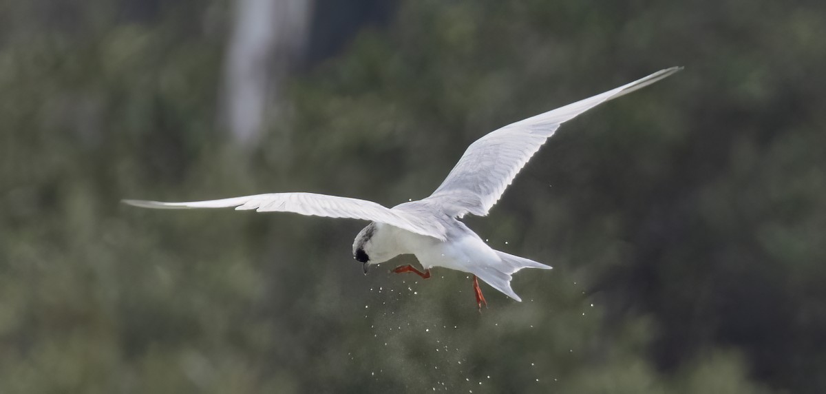 Forster's Tern - ML544017771