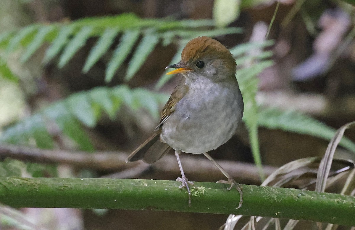 Ruddy-capped Nightingale-Thrush - Paul Chapman