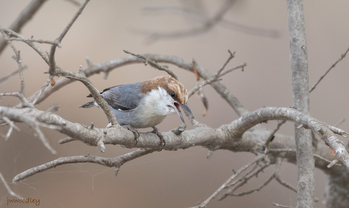 Brown-headed Nuthatch - ML544017921