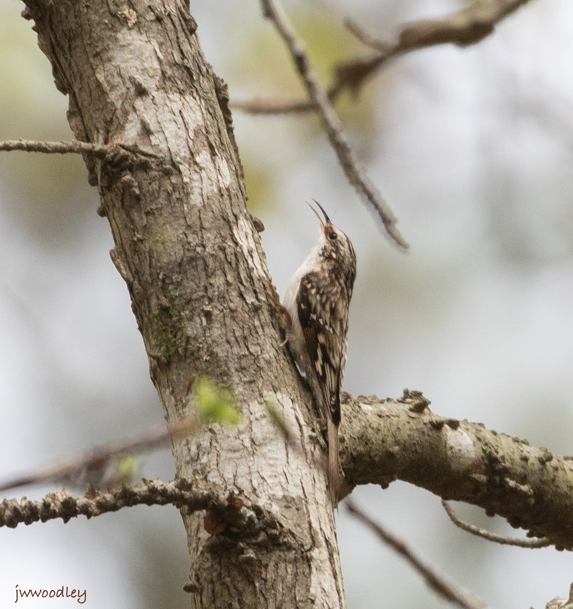 Brown Creeper - ML544018041