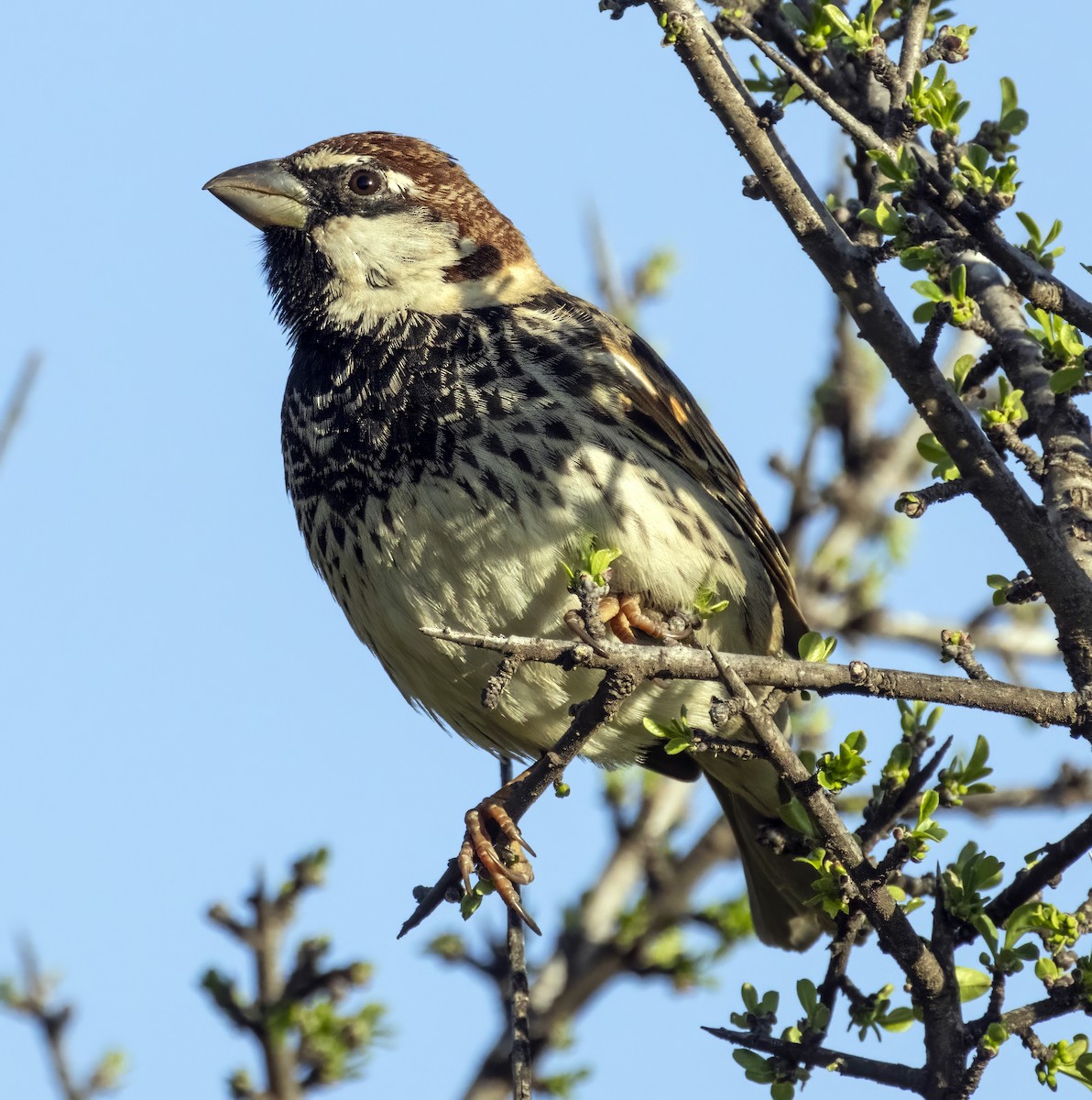 Spanish Sparrow - ML544019811