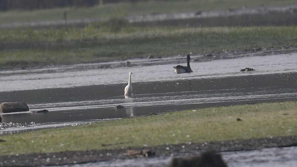 Little Blue Heron - ML544020041