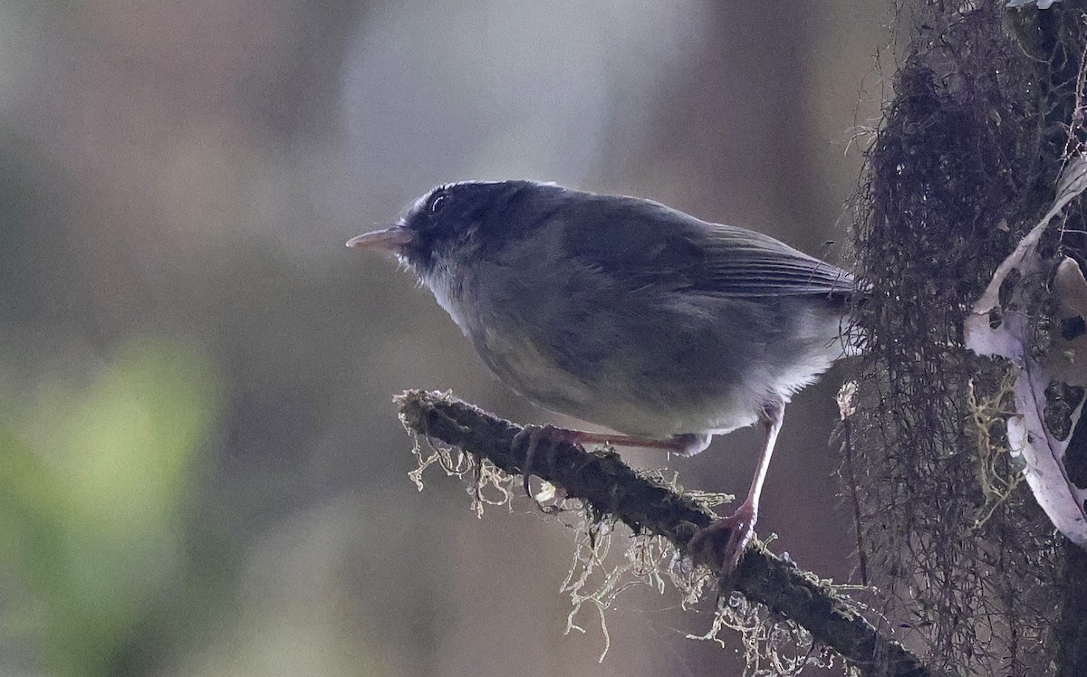 Black-cheeked Warbler - Paul Chapman