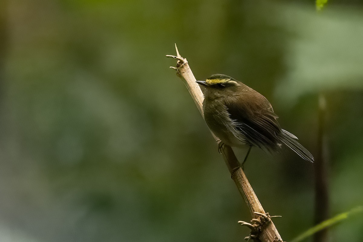 Yellow-bellied Chat-Tyrant - ML544022421