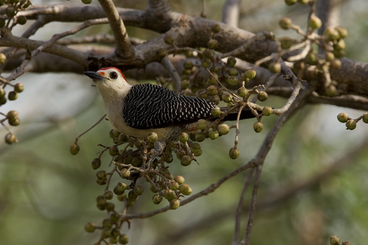 Golden-fronted Woodpecker - ML544022821