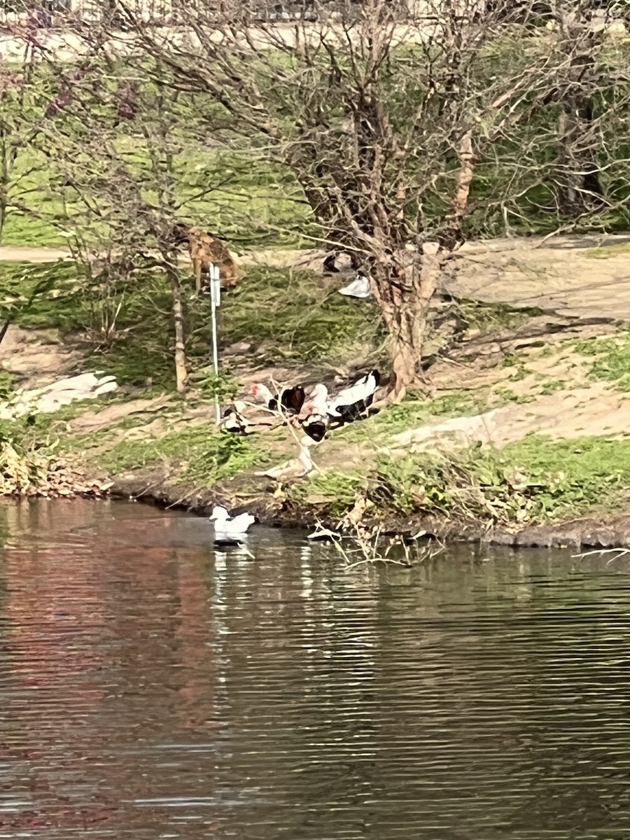 Muscovy Duck (Domestic type) - ML544023461