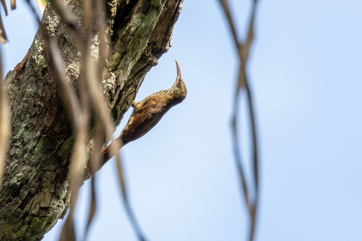 Inambari Woodcreeper - Gustavo Dallaqua