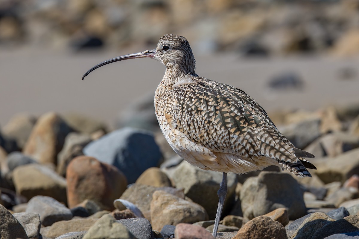 Long-billed Curlew - Linus Blomqvist