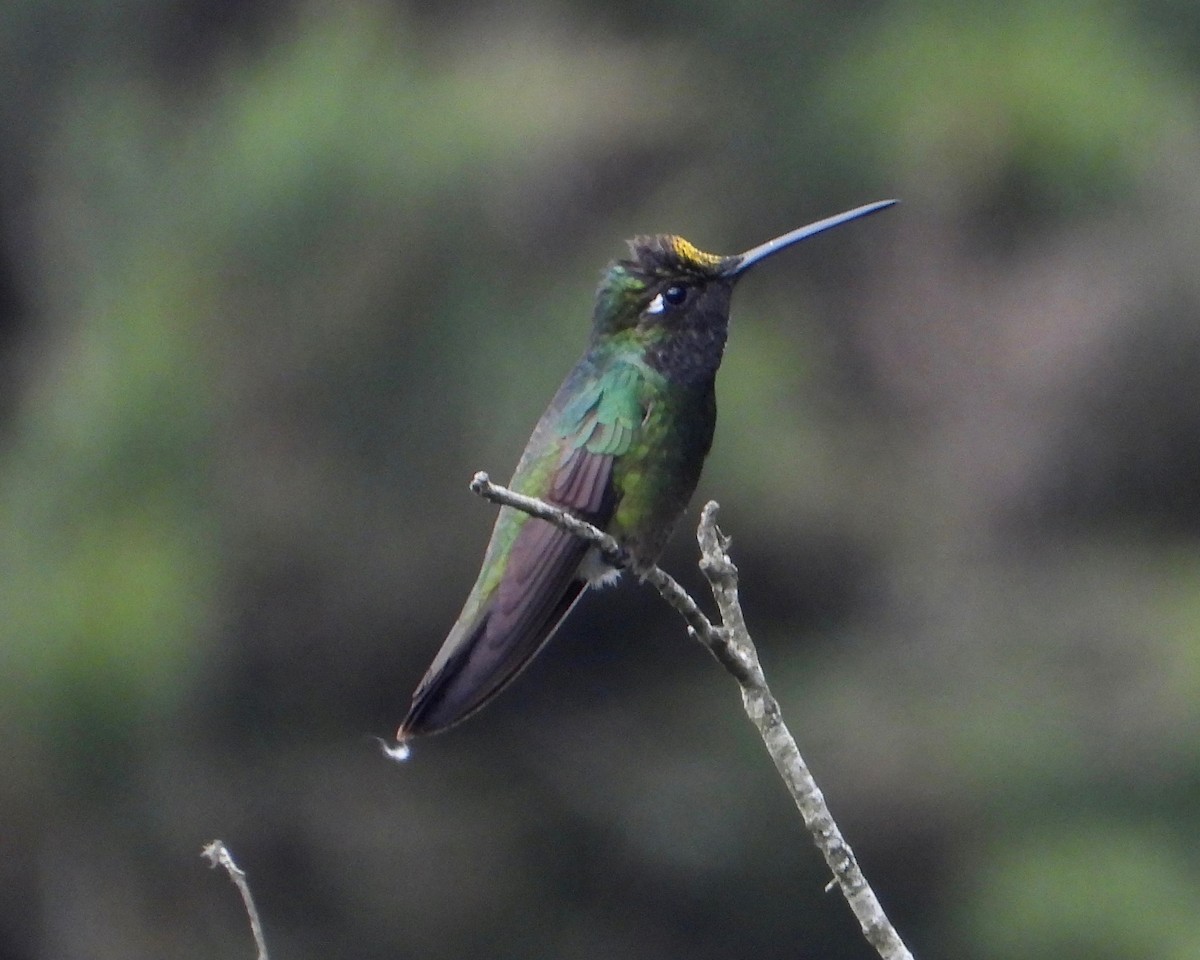 Rivoli's Hummingbird - ML544025931