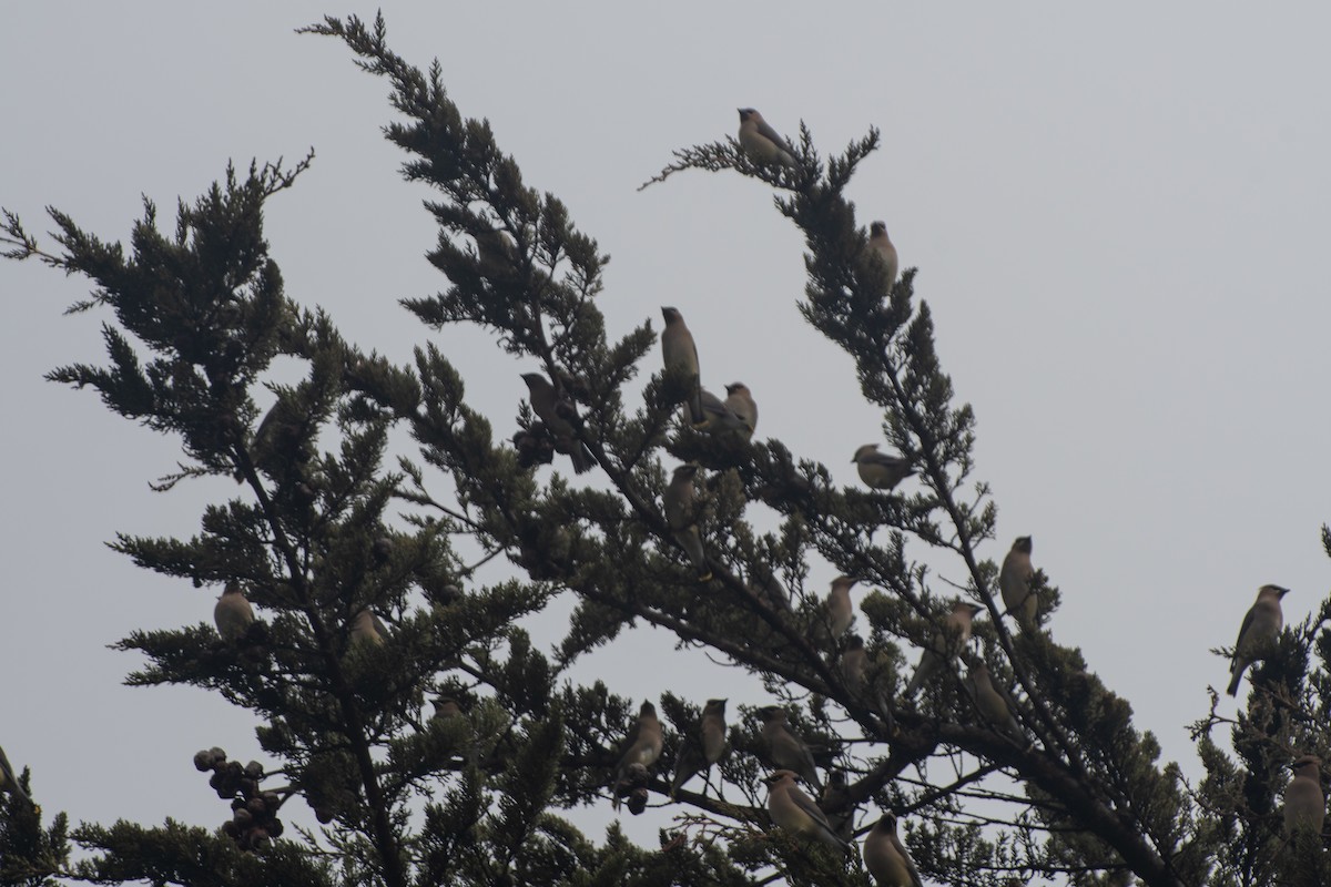 Cedar Waxwing - ML544027691