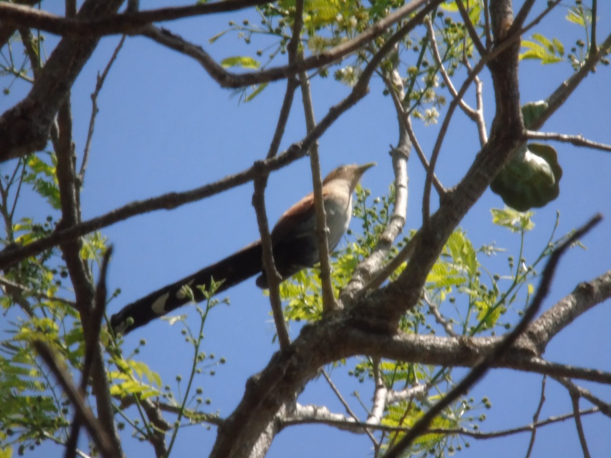 Squirrel Cuckoo - ML544028401