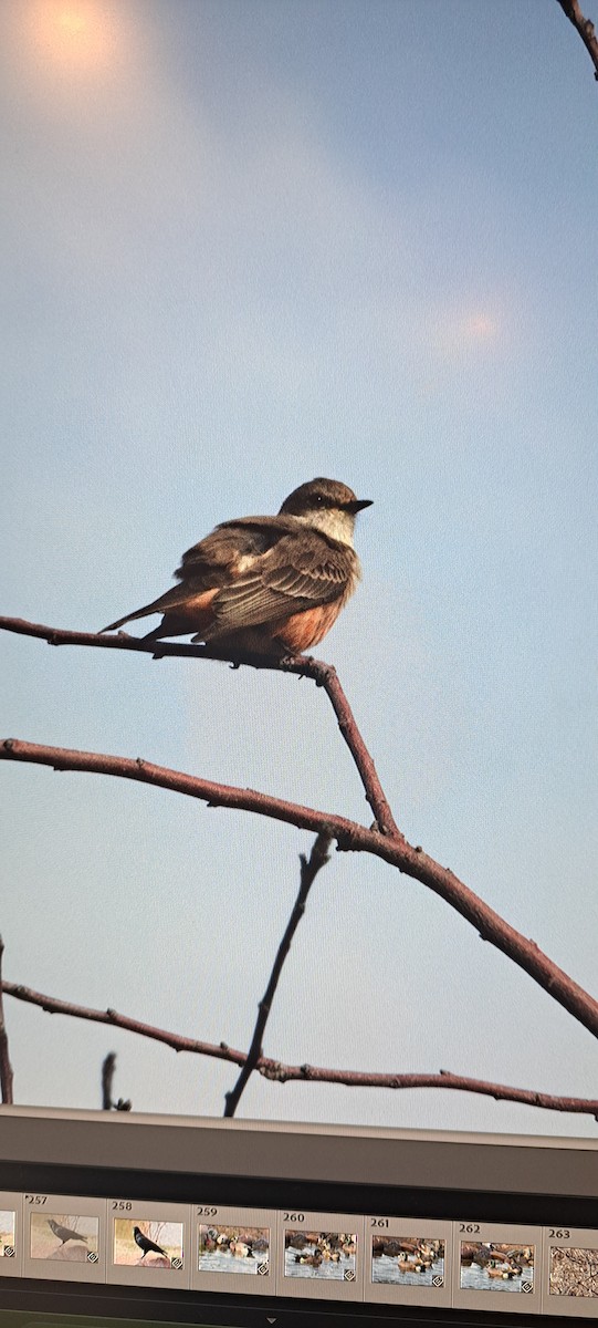 Vermilion Flycatcher - Cheryl Burns