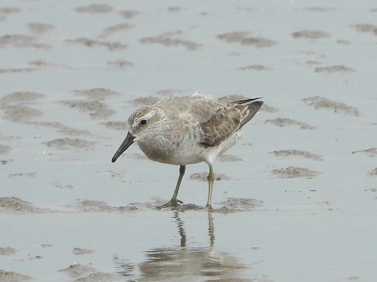 Red Knot - Barry Reed