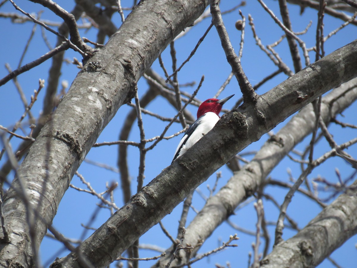 Red-headed Woodpecker - ML544029531
