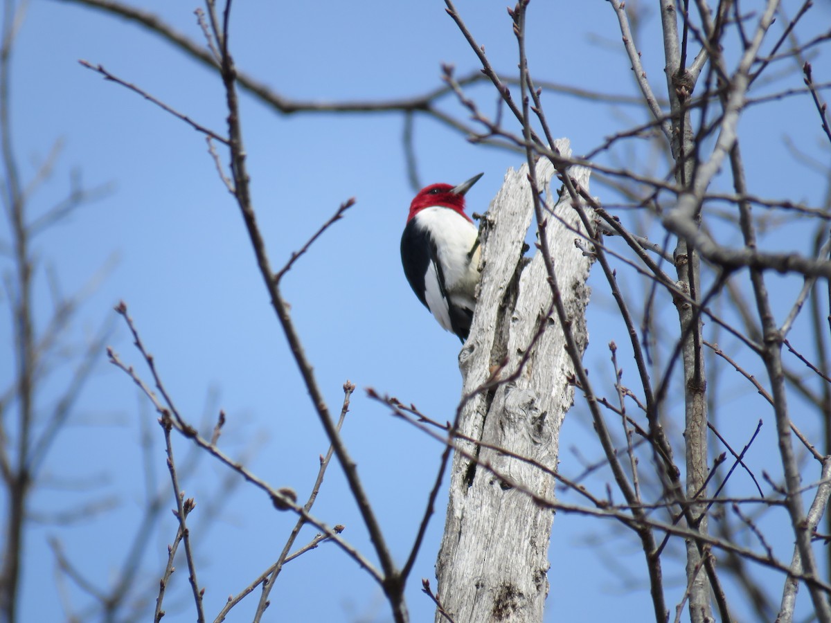 Red-headed Woodpecker - ML544029541