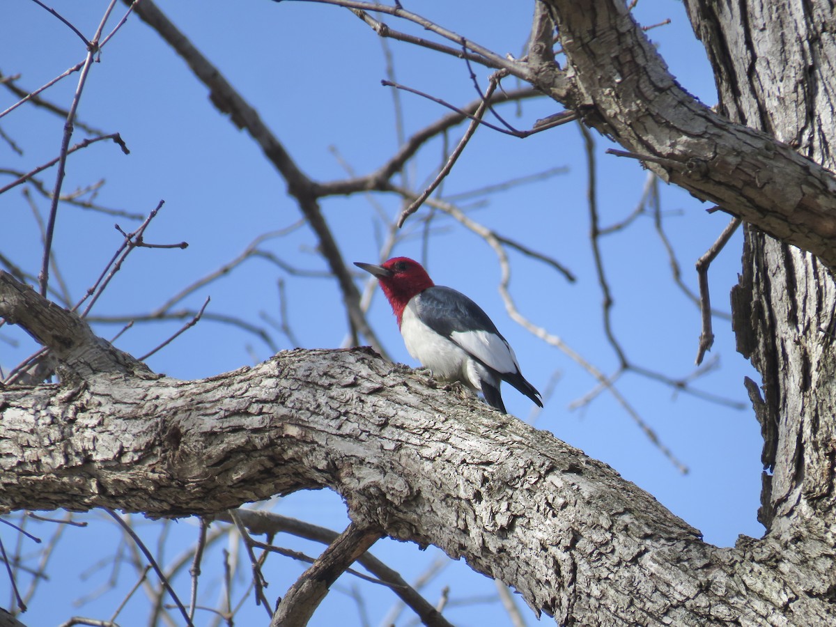 Red-headed Woodpecker - ML544029571