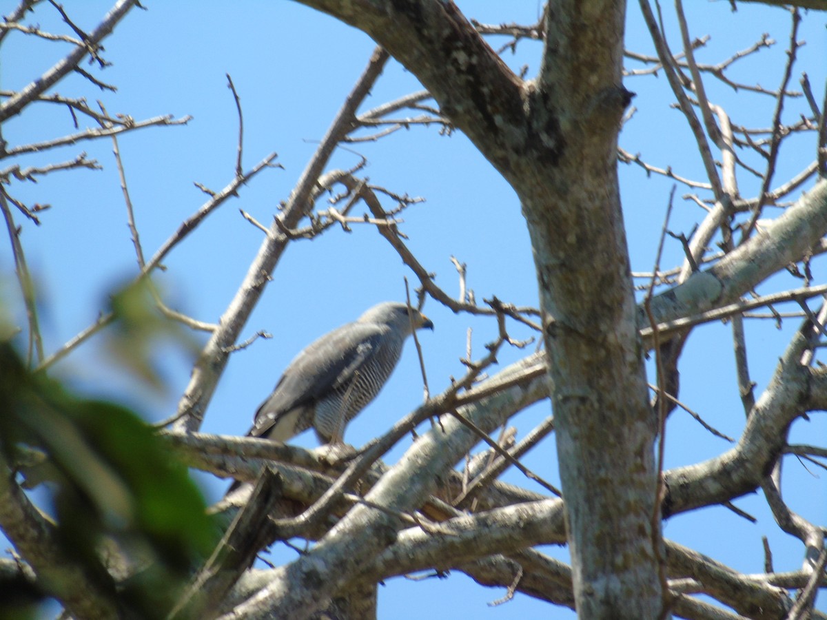 Gray Hawk - ML544029631