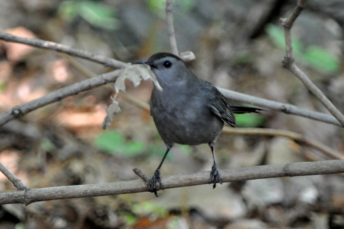 Gray Catbird - ML544029661