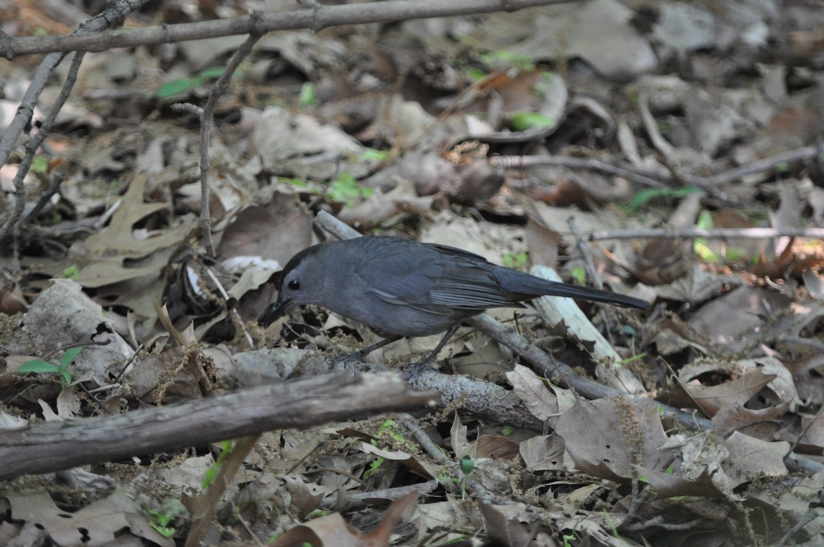 Gray Catbird - ML544029671