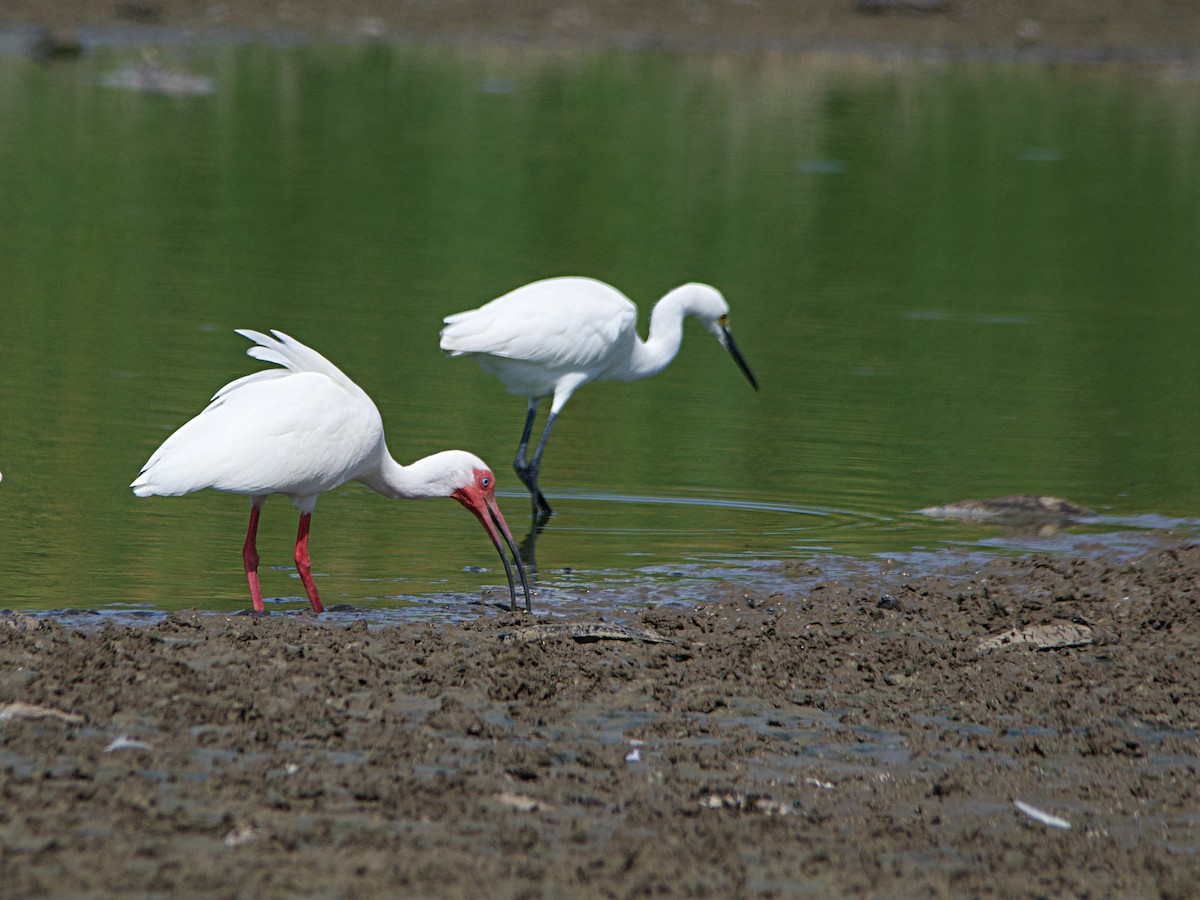 White Ibis - Michael Tromp