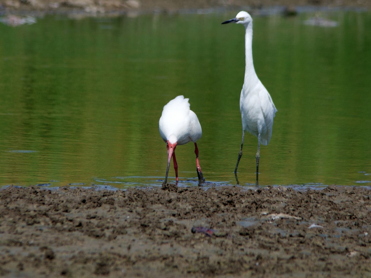 White Ibis - Michael Tromp