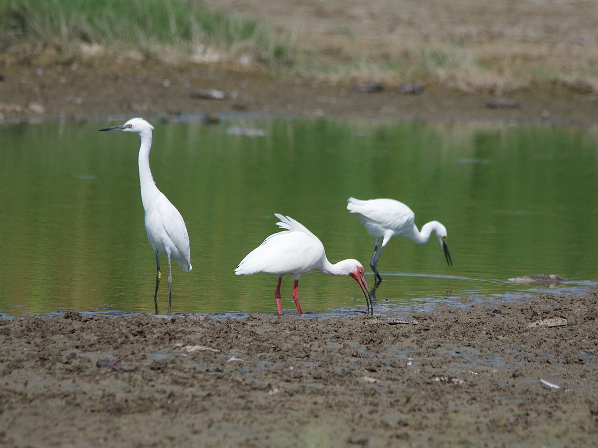 Ibis blanc - ML544029771