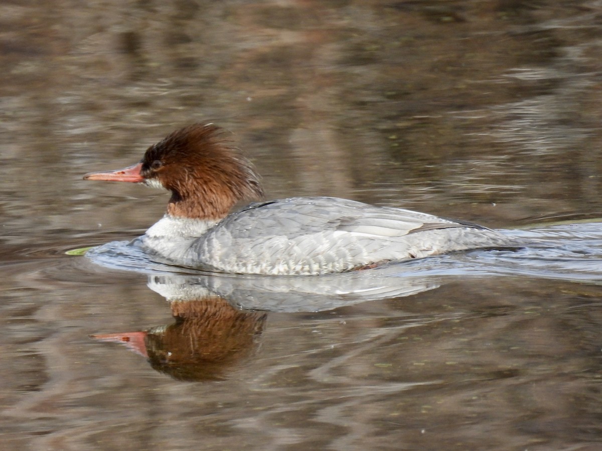 Gänsesäger - ML544032171