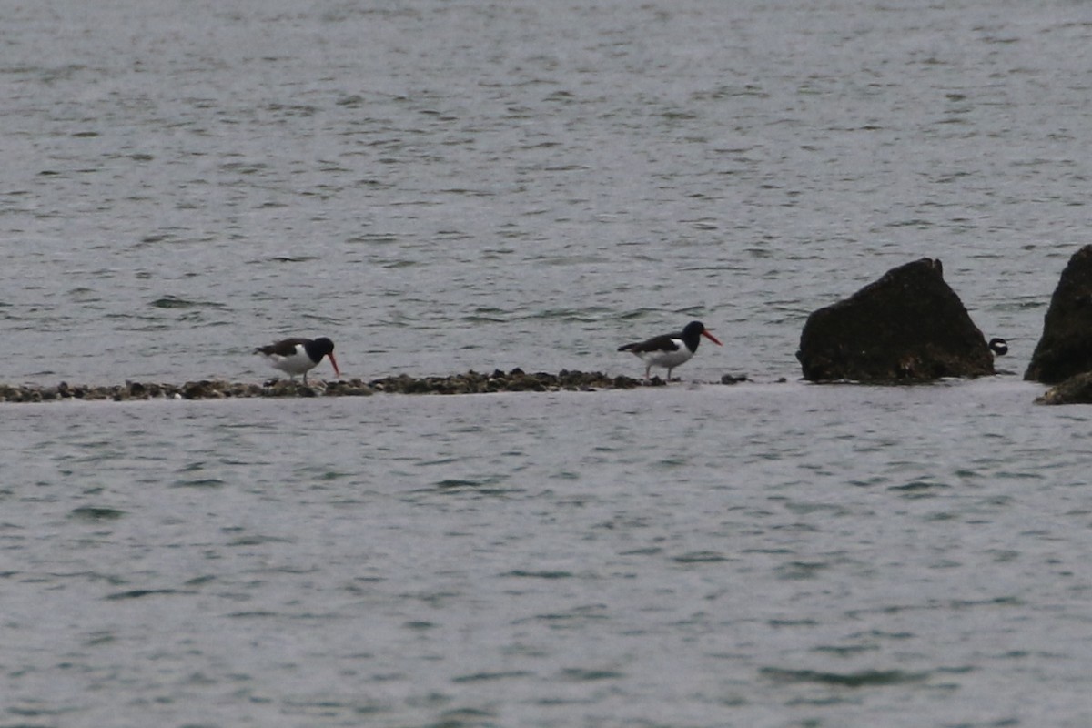 American Oystercatcher - ML544032201