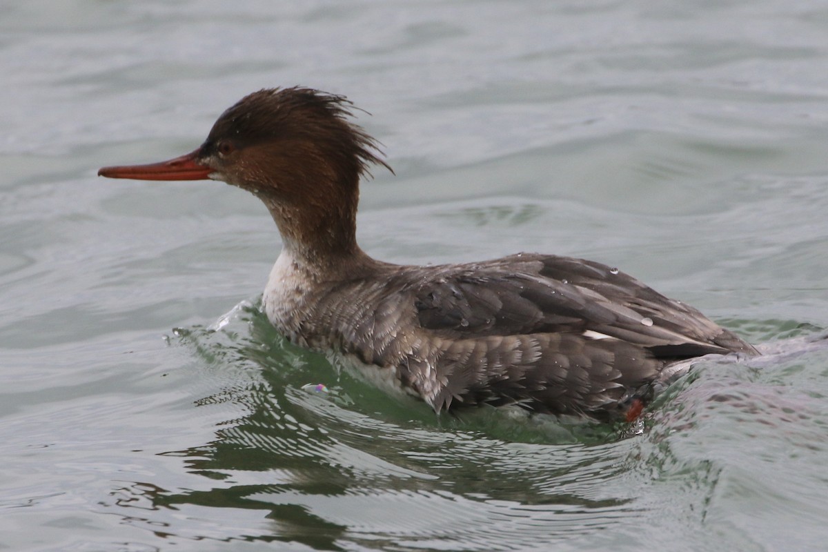 Сэвгэр бохио - ML544032281