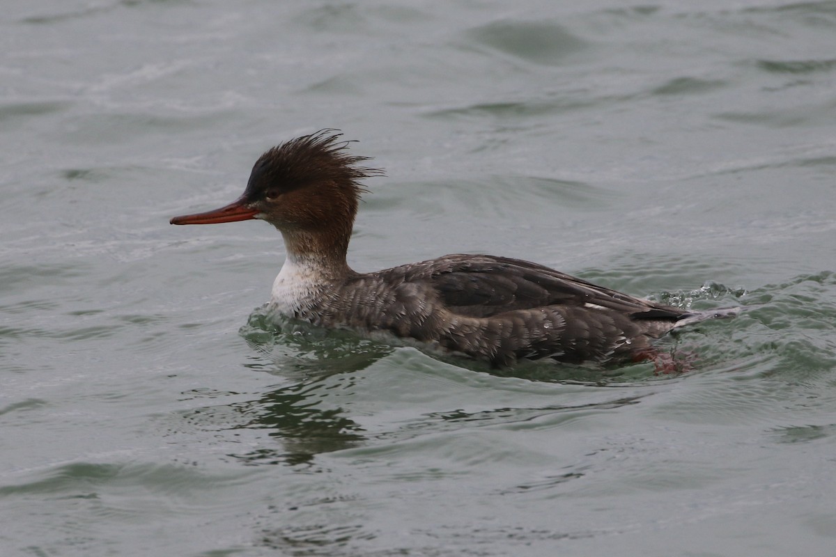 Red-breasted Merganser - ML544032301